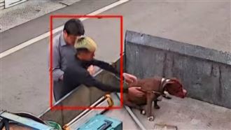 比特犬被打死？柴犬飼主：屍成謎！下落曝