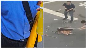 屏東,比特犬,柴犬,雙屍,飼主