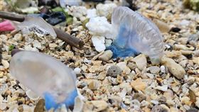 僧帽水母現蹤北海岸潮間帶  北觀處籲勿觸碰交通部觀光署北海岸及觀音山國家風景區管理處表示，近期於北部海岸潮間帶發現零星僧帽水母，已派員加強巡查，民眾無須過度恐慌，但仍需提高警覺，進行水域活動時多留意，如有發現不要觸摸。（北觀處提供）中央社記者趙敏雅傳真  114年4月17日