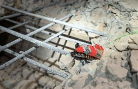 半機械蟑螂（cyborg cockroach）（圖／翻攝微博）