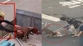 鄰居監視器拍下，比特犬活著跳上貨車被載往他處。（圖／柴犬飼主提供）