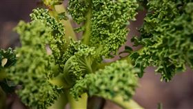 羽衣甘藍,十字花科。（示意圖／PIXABAY）