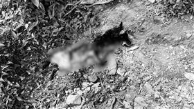 黑熊入侵卓溪部落掠食雞犬  林業署強力驅趕花蓮縣卓溪鄉中正部落日前接連發生黑熊滋擾事件，造成禽場雞隻、3隻看門狗遭掠食。林業及自然保育署花蓮分署透過自動相機確認黑熊攻擊捕食被鐵鍊拴住的犬隻，隨即緊急動員、強力驅趕，盼讓黑熊儘速離開。（林業保育署花蓮分署提供）中央社記者張祈傳真 114年4月18日