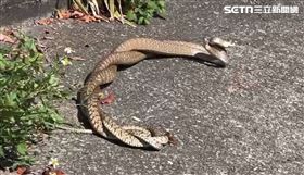 2隻長1.5公尺的大蛇交纏在一起成麻花捲形狀且懸空無限循環。（圖／鳥友穆師提供）