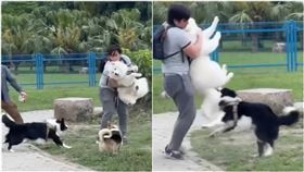 白色薩摩耶犬遭黑色邊牧狠咬，即使飼主抱起仍不肯鬆口。(圖/
翻攝自爆料公社）
