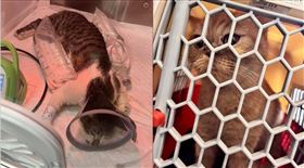 桃園市一名溫姓男子疑因不滿女友提分手，虐打女友養的2隻米克斯貓。（圖/桃園市動保處提供）