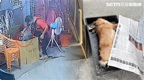 飼主一覺醒來發現兔子慘死鐵籠，調監視器一看心都碎了。（圖／翻攝畫面）