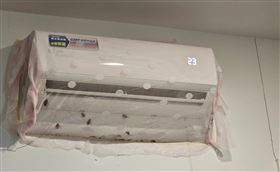 冷氣一開「多隻蟑螂噴射」無限繁殖！過來人崩潰：哭到去收驚（圖／網友授權提供）