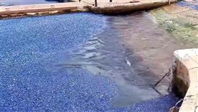 「帆水母」（Velella），氾濫，飄上岸，惡臭（圖／翻攝自 @ Montparnase19）