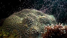 墾丁珊瑚產卵大爆發墾丁珊瑚進入產卵高峰期，粉色珊瑚卵釋出後，如煙火般的海底星空，讓不少生態調查者及潛友驚艷不已。（墾管處提供）中央社記者李卉婷傳真  114年4月21日