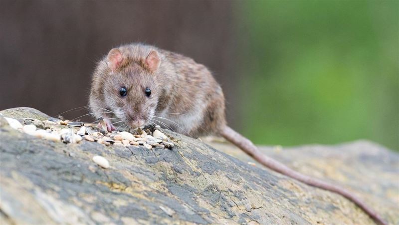 不是P圖！屋中抓到56公分巨鼠 跟貓一樣大