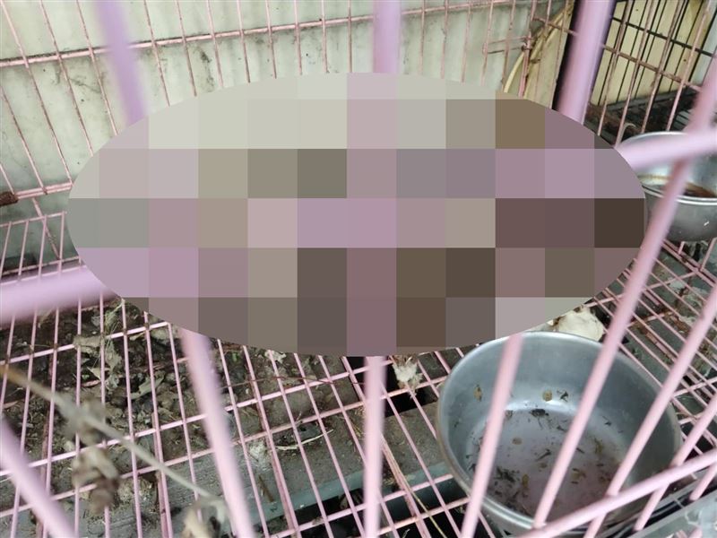 籠內的貓咪已剩下骨骸。（圖／翻攝畫面）