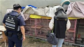 虐貓,餐廳,骸骨,台南