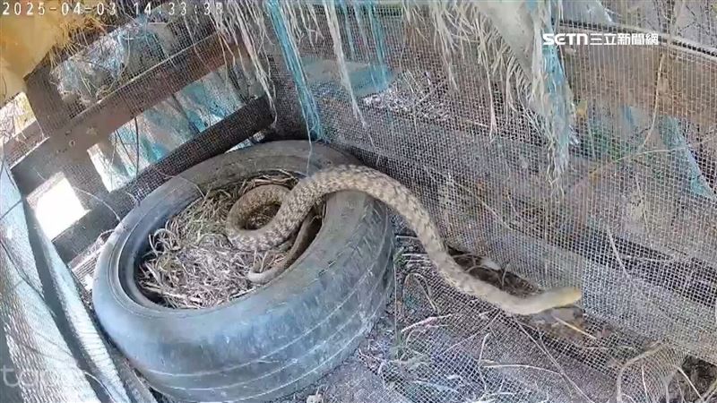 獨／雞舍當buffet？臭青母三番兩次偷吃蛋