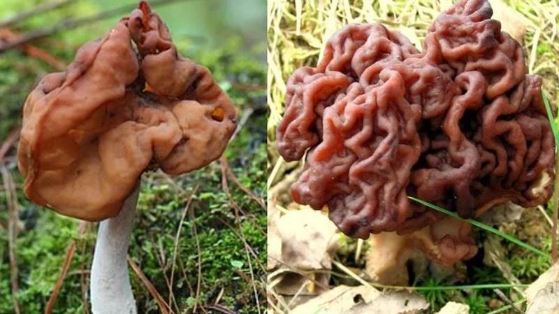 法國爆發漸凍症疫情？竟是特產美食惹禍