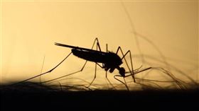 蚊子能飛到幾樓？網認證最高距離超越101