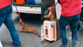 動保虐貓黑幕多！包商用捕蛇夾拖行流浪貓