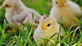 翁網購誤買550隻小雞傻眼！急蓋雞舍開養