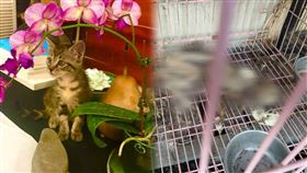 面對網友砲轟，飼主周男曬出貓咪生前照反問：看不出來牠很幸福嗎？（圖／翻攝自當事餐廳臉書）