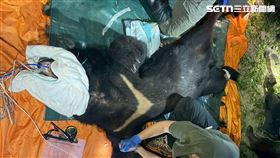 玉管處,卓溪,花蓮,花蓮縣,卓溪鄉,卓溪村,黑熊,巡守員,家犬,野放,攻擊,居民▲圖片描述。（圖／翻攝畫面）