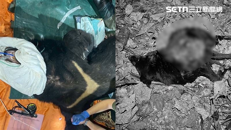 黑熊殘殺5命！牠轉頭猛撲巡守…遭1槍斃命