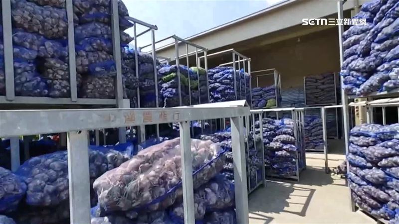 獨／鄉間壯觀景緻！蒜頭城牆一路曬到立夏