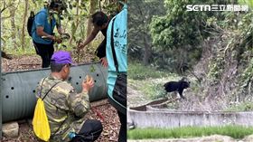 玉山國家公園管理處,台灣,花蓮縣,卓溪鄉,卓溪村,台灣黑熊,家犬,巡守員,黑熊▲圖片描述。（圖／翻攝畫面）
