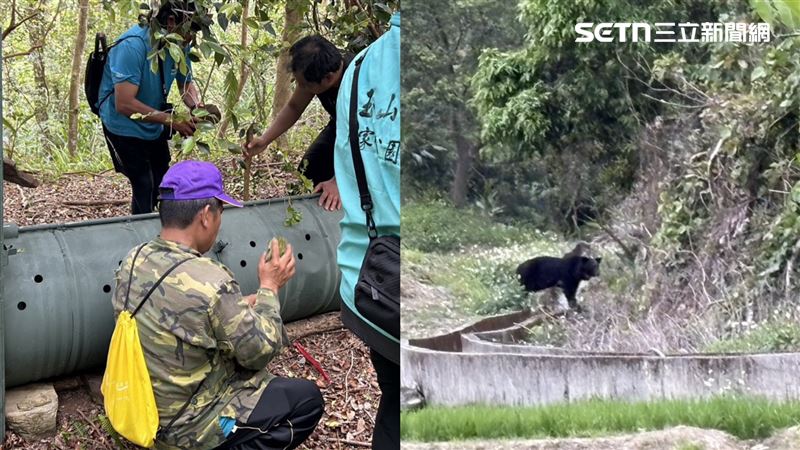 殺5犬…黑熊背景曝！牠不明原因「黑化」