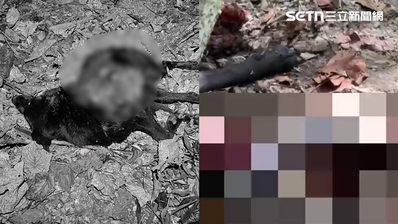 放開鎖鏈…難逃死！黑熊殘殺5犬遺體破碎