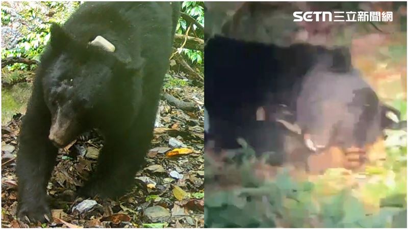 台灣黑熊中彈畫面曝！專家揭：牠攻擊原因