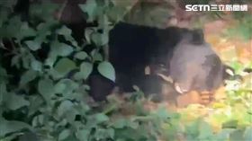 台灣,花蓮縣,卓溪鄉,卓溪村,台灣黑熊,巡守隊,食物,家犬,動物▲圖片描述。（圖／翻攝畫面）