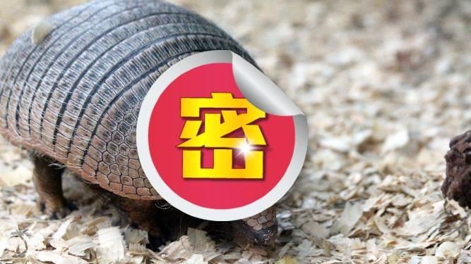 地表最強防禦！犰狳的外殼連子彈也射不穿