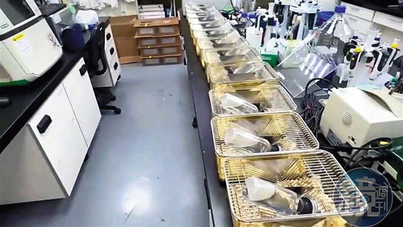 國光生技鼠亂臭翻整棟樓　驚悚景象超傻眼