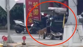 小黃狗成「雪橇犬」疑拖行電動代步車逛街