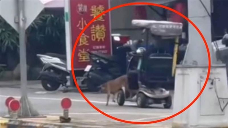 南投小黃狗成「雪橇犬」？疑拖行電動代步車逛街　畫面曝光