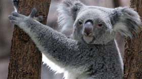 澳洲維多利亞州政府近來針對無尾熊進行「空中撲殺」，掀起爭議。（示意圖／Pixabay