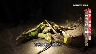 影／直擊「獵龍大隊」　鷹眼夜揪綠鬣蜥