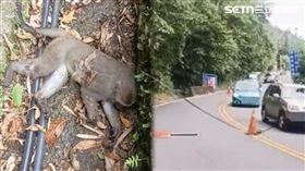 獼猴拉盪電線觸電墜水溝，也造成道路單向封閉。（圖／翻攝大阿里山交通資訊站）