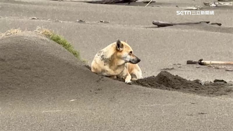 南寮漁港成流浪狗熱區　民眾遭10野狗撲咬