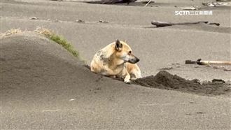 南寮漁港成流浪狗熱區　民眾遭10野狗撲咬