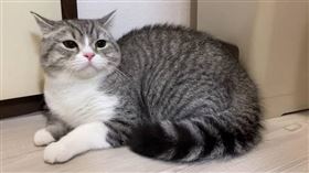 人氣貓咪「もちまる（麻糬）」由於狂吐不止，飼主宣布頻道暫停更新。（圖／翻攝自YouTube／もちまる日記）