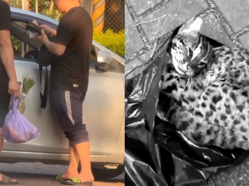 台中驚見安眠藥抓狗集團，不但抓流浪狗販賣狗肉，甚至射殺石虎交易。(圖／江和樹議員提供)