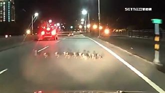 馬路「三寶鴨」出沒　駕駛見狀急停禮讓