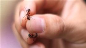 ▲中興大學昆蟲系黃紹毅教授、螞蟻（圖／記者張雅筑攝影）、資料照