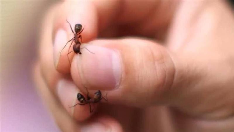 4少年走私5千隻「活螞蟻」被逮：價值25萬