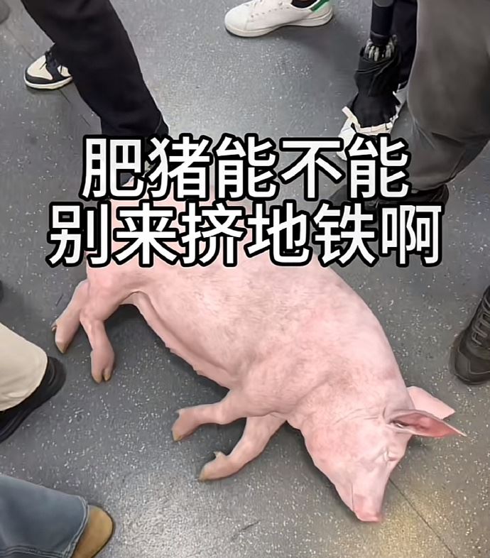 原po說的是「真的肥豬」,並非擬人化的歧視謾罵他人詞眼。(圖/翻攝自微博)