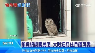 眨呀眨！領角鴞誤闖民宅　民眾機靈通報