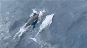 頭城烏石港附近發現罕見的白化飛旋海豚。（圖／擷自凱鯨號臉書）