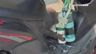 飲料掛機車　柴山獼猴偷喝遭抓包回頭瞪