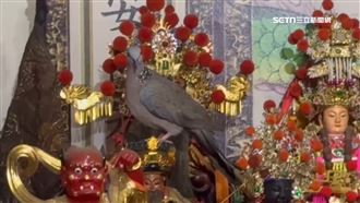 祝壽？斑鳩飛神壇占領土地公頭頂逾5分鐘